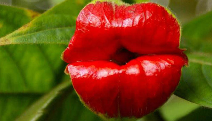 A Psychotria elata plant. — X/@worldfloweringplants