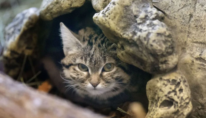 Gaia, a black-footed cat, peers out from her enclosure at the Hogle Zoo in Salt Lake City on Wednesday, Jan. 3, 2024. Gaia is 9 moths old and weighs 2.6 pounds. The cat’s breed is the smallest species of wild cat found in Africa.— Deseret News