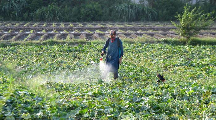 Expectations from COP-28 for restructuring the food system of Pakistan