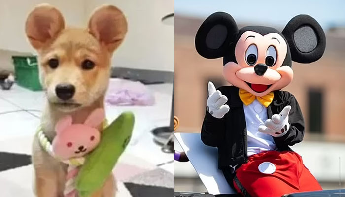 Chinese pet owners subjecting animals to painful mickey ear cosmetic sparks outrage.—Welbo