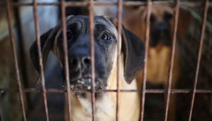 Dogs caged in a dog meat farm in South Korea.—Reuters