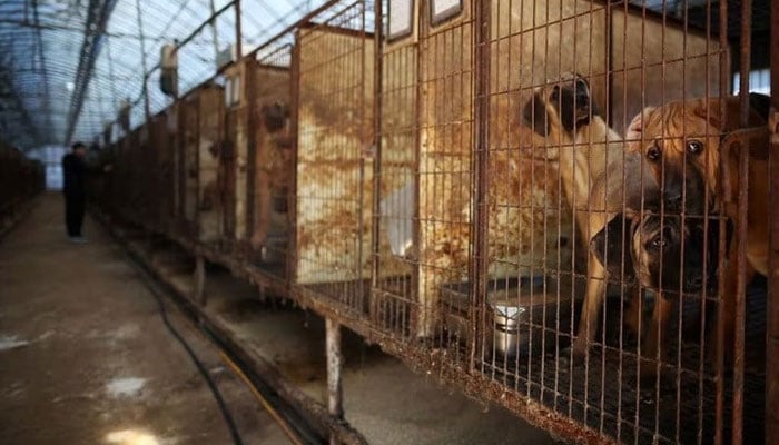 Dogs look on from their cages at a dog meat farm in Hwaseong, South Korea, November 21, 2023. —Reuters