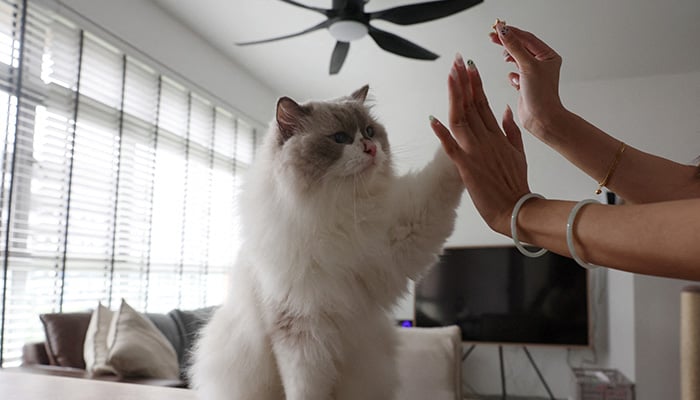 Owner Sunny gives cat treats to her Ragdoll cat, Mooncake, in her Housing and Development Board (HDB) flat in Singapore on December 19, 2023. — Reuters