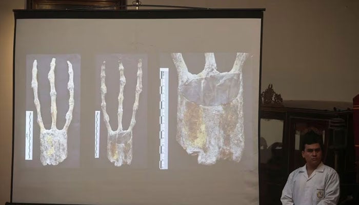 X-rays of studies carried out by the Institute of Legal Medicine of Peru on the alien mummies are shown as the Institute says they are dolls made from animal bones in Lima, Peru, January 12, 2024. —Reuters