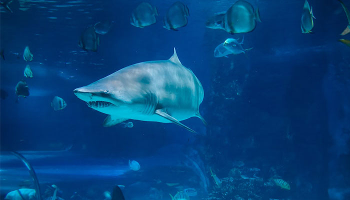 Ths representational picture shows a shark inside a tank. — Unsplash