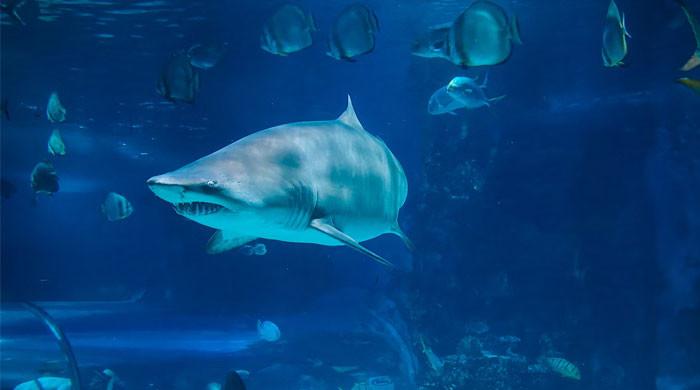 Maryland boy attacked during ‘shark tank’ expedition in Bahamas Maryland boy attacked during ‘shark tank’ expedition in Bahamas