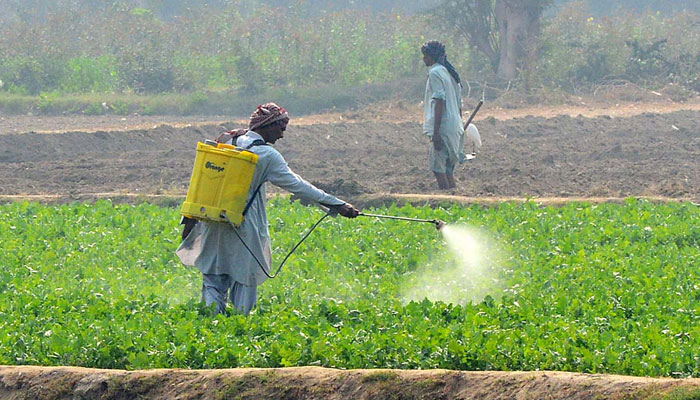A farmer busy in spraying pesticides on the crop to protect them from insects at his field in Hyderabad. —  APP