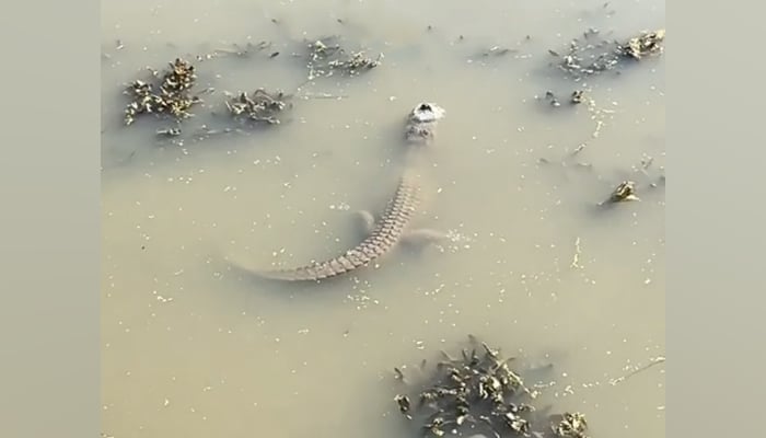 This still taken from a TikTok video released on January 18, 2024, shows a submerged alligator in frozen water in Gator Country Beaumont Texas. — TikTok/@gatorcountrytx