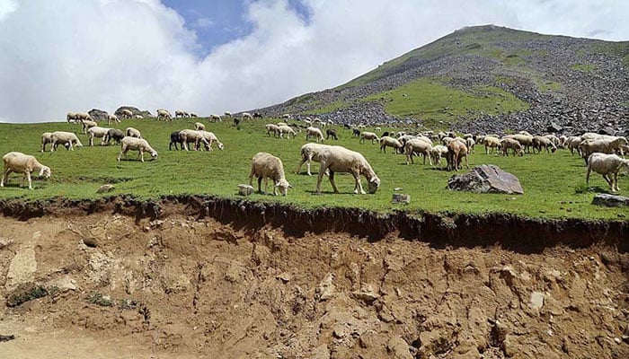 Large number of sheep grazing on mountain at Badgoi pass between Kalam and Kumrat Valley. — APP/File