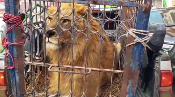 WATCH: 'Real lion' brought for Nawaz Sharif's rally in Lahore