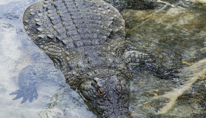 Crocodiles are bred in China for their skin and meat.—Reuters/file
