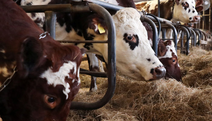 Cattle, ear-tagged with individual names, eat at Robie Farm in Piermont, New Hampshire, US January 21, 2024. — Reuters