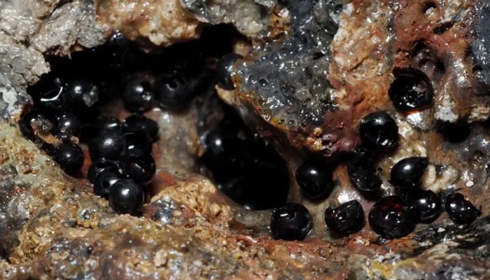 This image shows the tiny black eggs found 6,200 meters below the surface of the Pacific Ocean. — IFL Science viaDr Keiichi Kakui