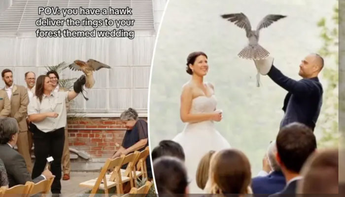 Feathered fashion: Birds of prey take centre stage as unique wedding ring bearers