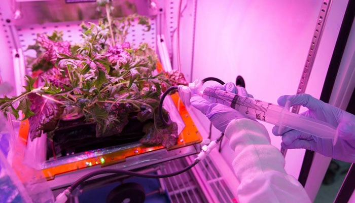 Astronauts add water and nutrients to plants in plant devices on board the International Space Station.  —NASA