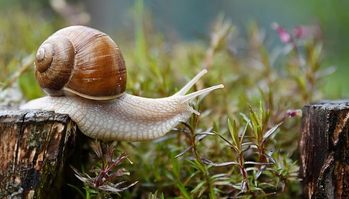 Snail mucin & its benefits: Everything you need to know