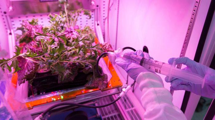 Astronauts may need to reconsider eating salads in space