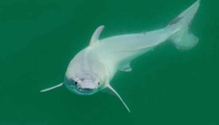 The first-ever sighting of a live newborn great white shark was captured by photographer Carlos Gauna in 2023. — Instagram/@themalibuartist