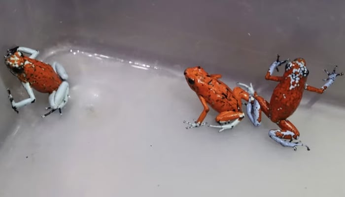 Seized frogs at the El Dorado International Airport in Bogota, on January 28, 2024. — AFP