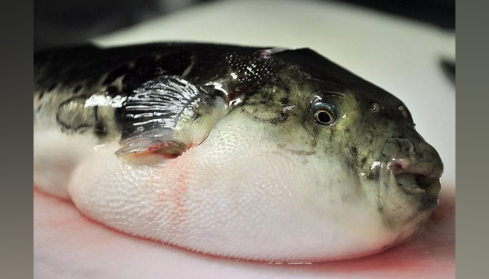 Pufferfish, also known as blowfish, can be seen in this image. — AFP/File