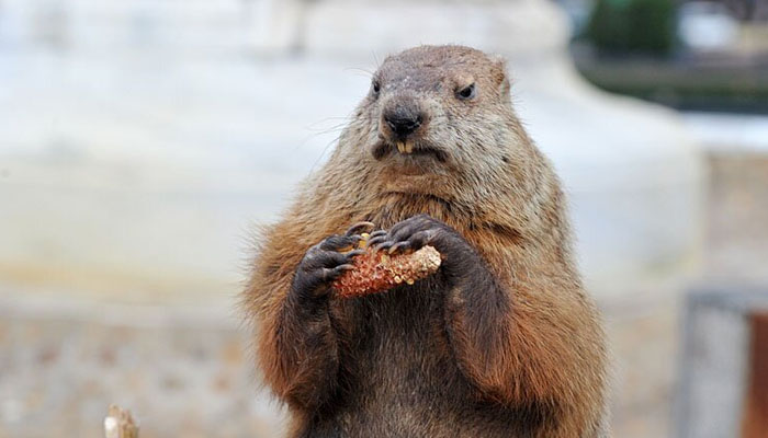 Potomac Phil, a taxidermied groundhog brought out to determine whether he sees his shadow, sits in Washington, DC Potomac Ground Hog club. — AFP/File