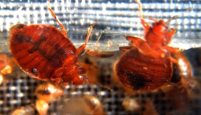 Blood-gorging bed bugs creating a health crisis in Britain. — AFP/File