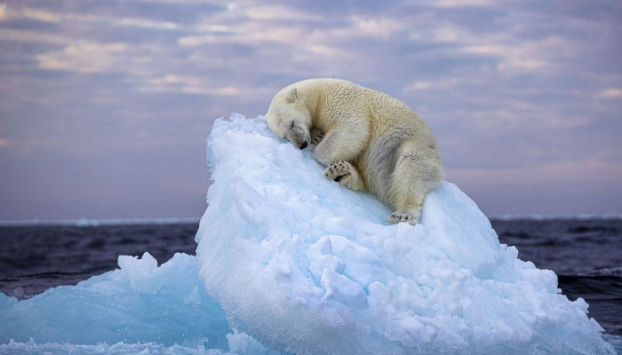 A polar bear naps on a small ice bed off Norways Svalbard archipelago. — Nima Sarikhani/Wildlife Photographer of the Year