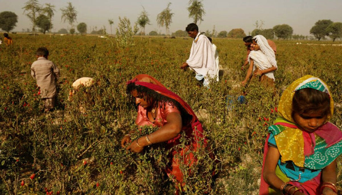 A family harvests red chilli peppers in Kunri, Pakistan, February 24, 2022. — AFP