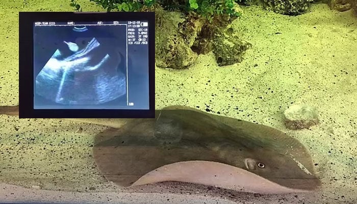 Charlotte the stingrays ultrasound displayed over an undated image showing the pregnant stingray in her aquarium. — Team ECCO