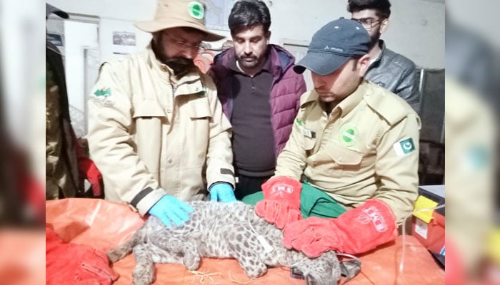 IWMB officials carrying out a medical examination of the rescued leopard cub on February 11, 2024. — Reporter