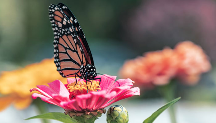 A close-up of a monarch butterfly perched on a pink flower. — Unsplash