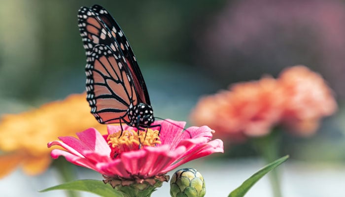 A close-up of a monarch butterfly perched on a pink flower. — Unsplash