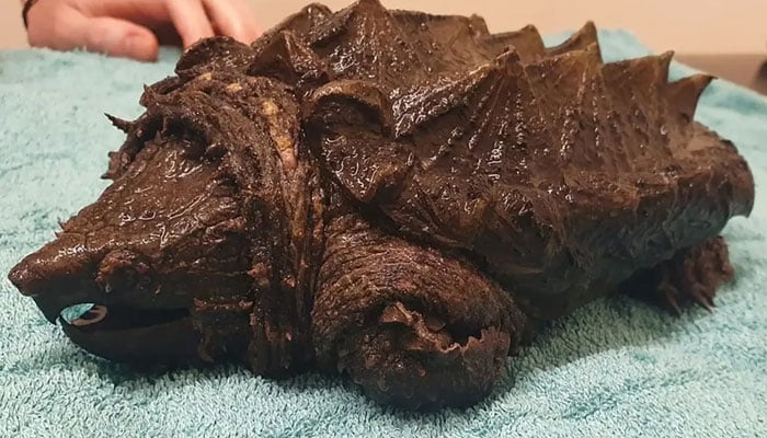 This image shows the invasive alligator snapping turtle rescued from a small lake in Cumbria, United Kingdom. — Wild Side Vets