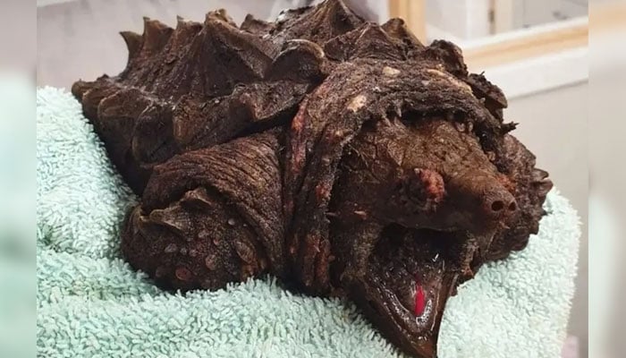 This image shows the invasive alligator snapping turtle rescued from a small lake in Cumbria, United Kingdom. — Wild Side Vets
