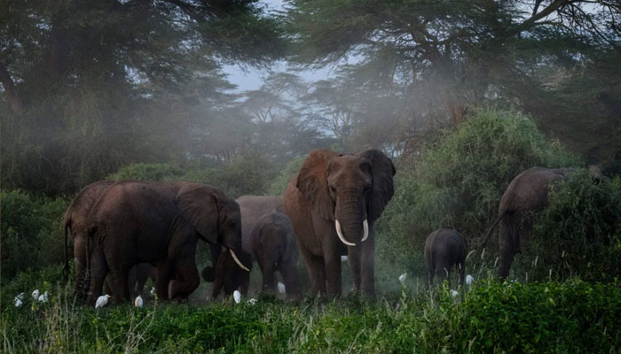 Migratory species include some of the most iconic animals on the planet, such as elephants.  These elephants graze after having sand sprinkled on their bodies at the Kimana Sanctuary in Kimana, Kenya -- a mud bath that helps protect them from heat and bug bites.  — AFP