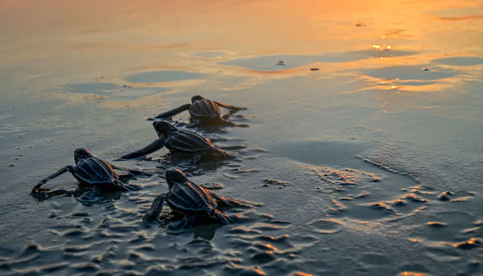 Baby Leatherback sea turtles head out to sea at sunset at Lhoknga Beach, Indonesia in February 2023. —AFP