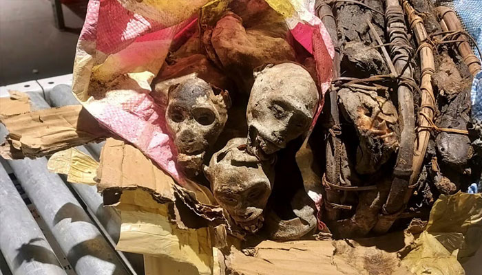 The mummified remains of four monkeys were discovered and seized from luggage from a traveller whod been to the Democratic Republic of Congo before arriving in Boston. —Customs and Border Protection