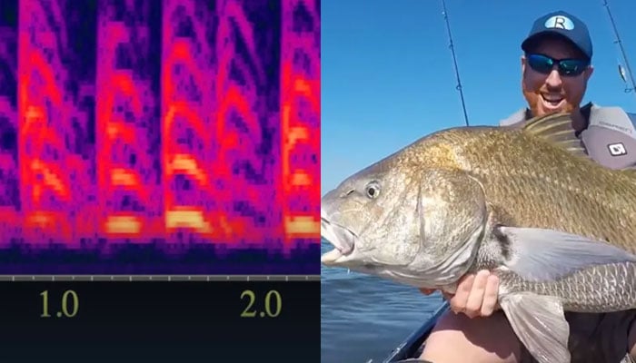 Soundwaves produced by black drumfish mating (left) and a man holding a Black drumfish(right).—Dr James Locascio/New York Post