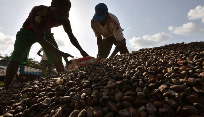 Workers fill sacks with cocoa beans at an agricultural cooperative in Guiglo, Ivory Coast, Oct. 7, 2016. — Facebook/kusuma2