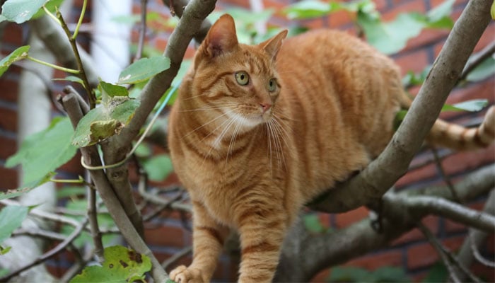 This representational image shows a cat on a tree branch. — Unsplash
