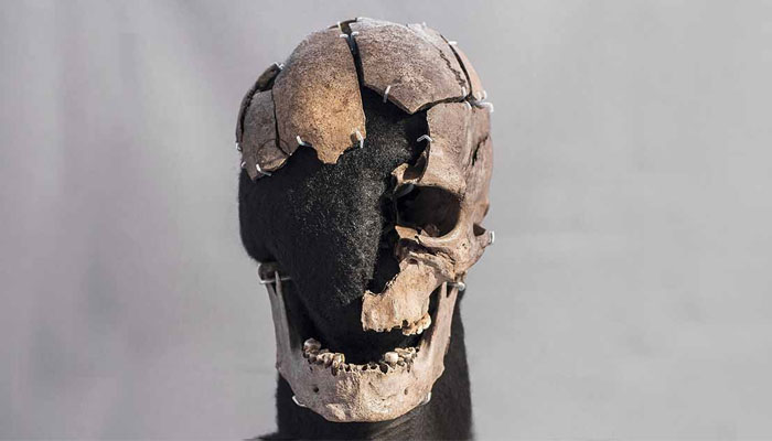 The fragmented skull of Vittrup Man is on display at Denmarks Vendsyssel Historical Museum. — X/Rodger_Laz