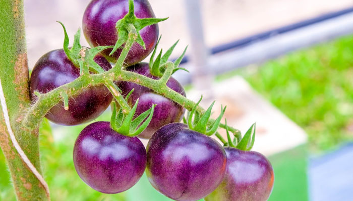 An image of the purple tomatoes. — Shutterstock/File