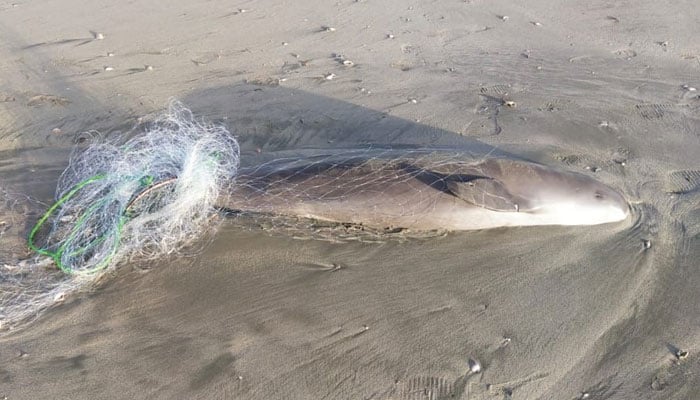 An Indo-Pacific finless dolphin that washed up dead in Balochistans Gwadar coast on February 19, 2024. — Reporter