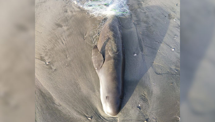 An Indo-Pacific finless dolphin that washed up dead in Balochistans Gwadar coast on February 19, 2024. — Reporter