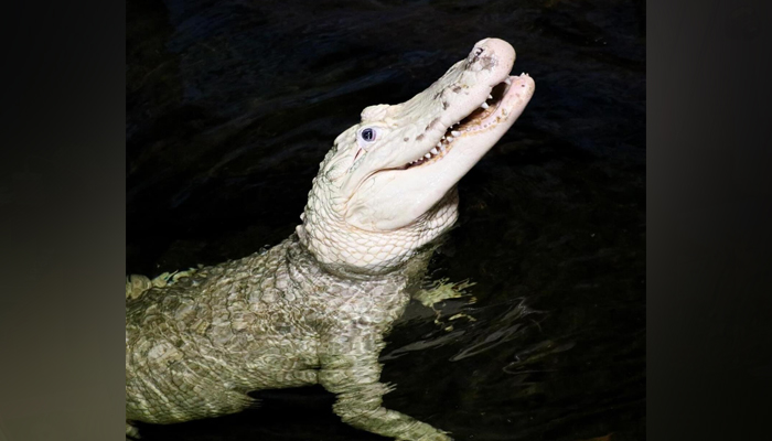 A 36-year-old alligator Thibodaux can be seen in a pond in the Henry Doorly Zoo and Aquarium in Omaha, Nebraska on February 17, 2024. — Instagram/theomahazoo