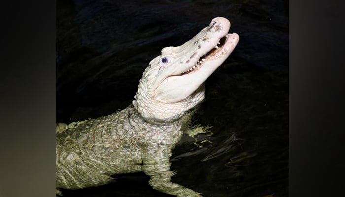 A 36-year-old alligator Thibodaux can be seen in a pond in the Henry Doorly Zoo and Aquarium in Omaha, Nebraska on February 17, 2024. — Instagram/@theomahazoo