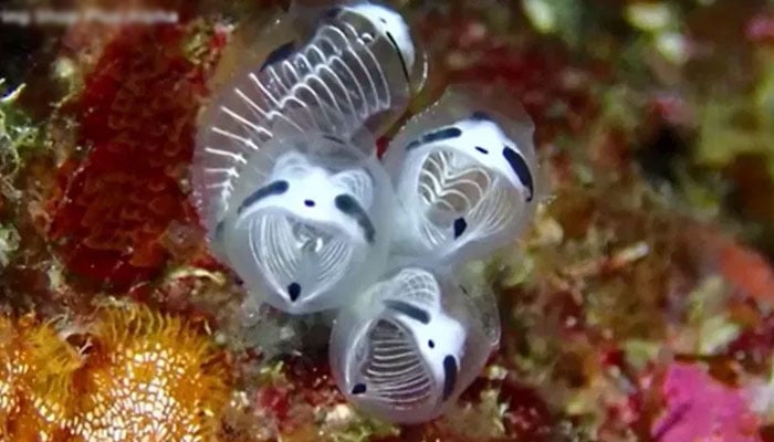 A screengrab from a video showing Clavelina Ossipandae also known as Skeleton Panda Sea Squirt. — Youtube/WNCT-TV 9 On Your Side