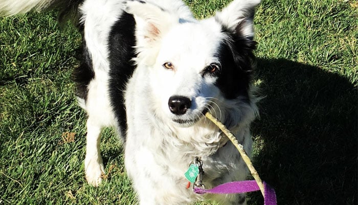 Chaser the Border Collie became well-known for her impressive dognition.—Instagram@chaserthebordercollie