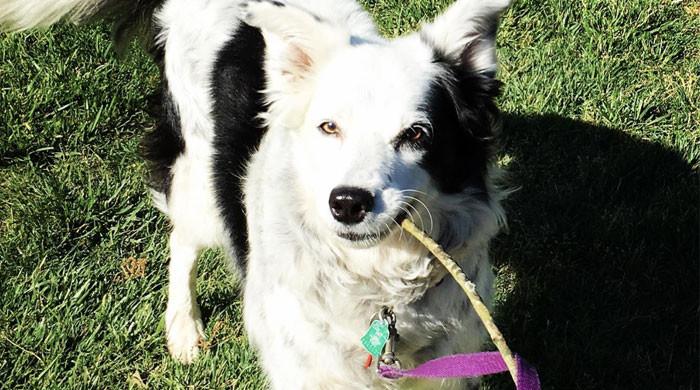 Decoding 'dognition': Can dogs understand human language? - Vimarsana News