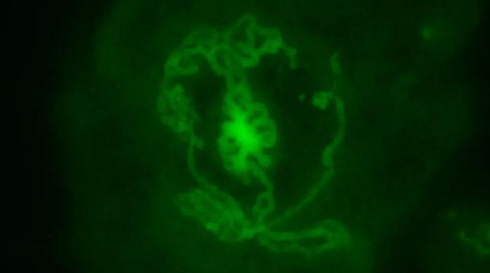 Les gonades mâles cultivées en laboratoire vont révolutionner la recherche sur la fertilité à l’Université Bar-Ilan